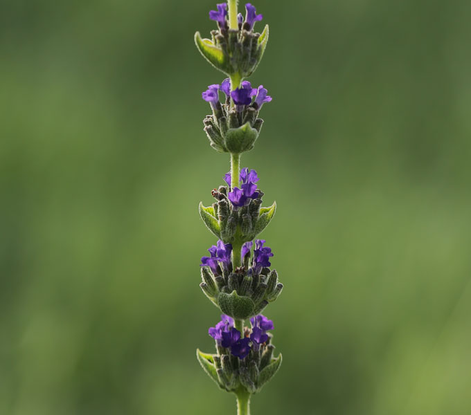 Lavandula 'Goodwin Creek'