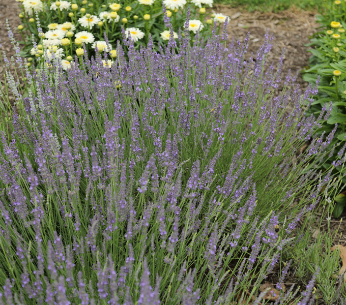 Lavandula 'Grosso'