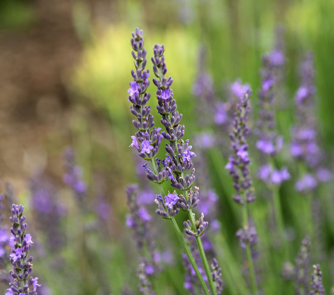 Lavandula 'Grosso'