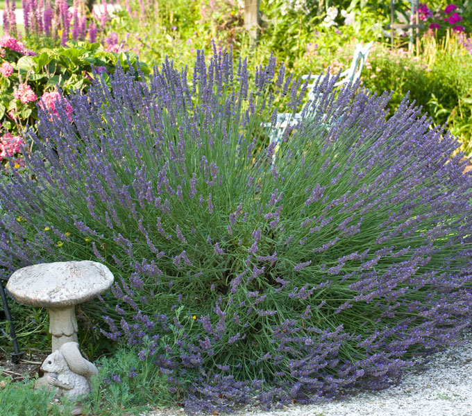 Lavandula 'Munstead'