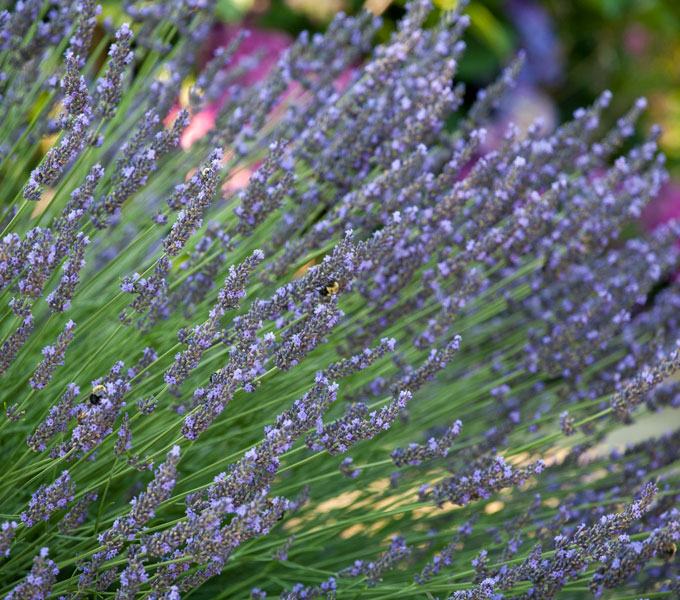 Lavandula 'Munstead'