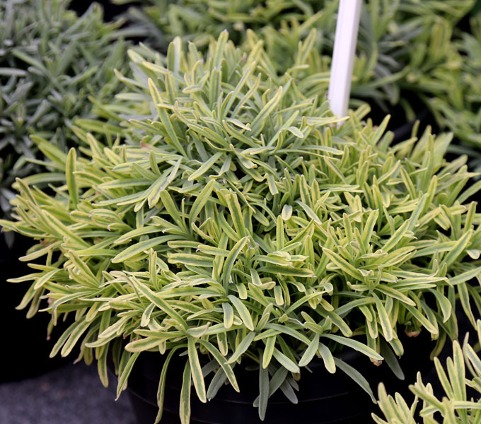 Lavandula 'Platinum Blonde'