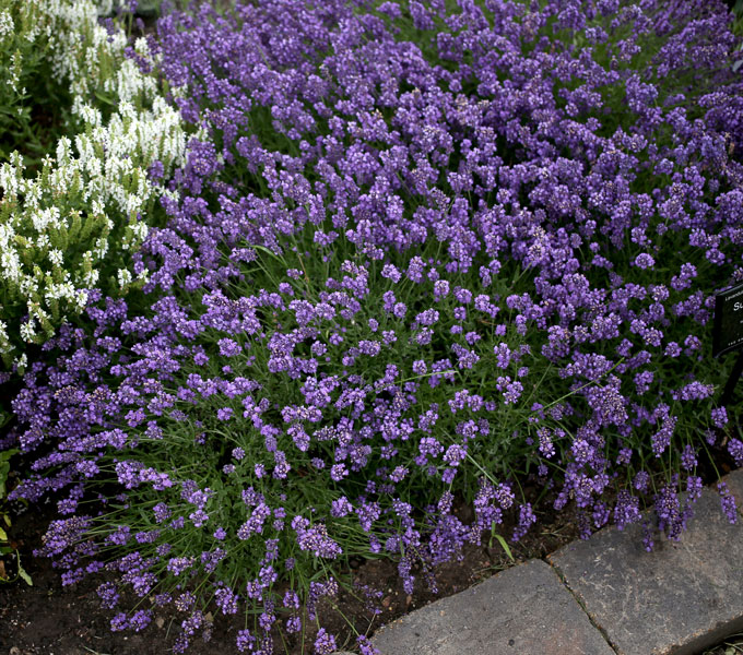 Lavandula 'SuperBlue'