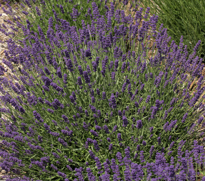 Lavandula 'SuperBlue'