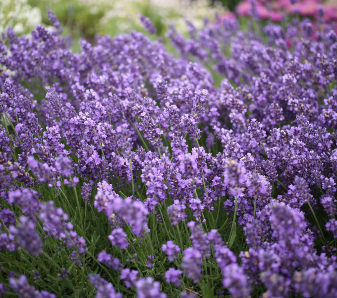 Lavandula 'SuperBlue'