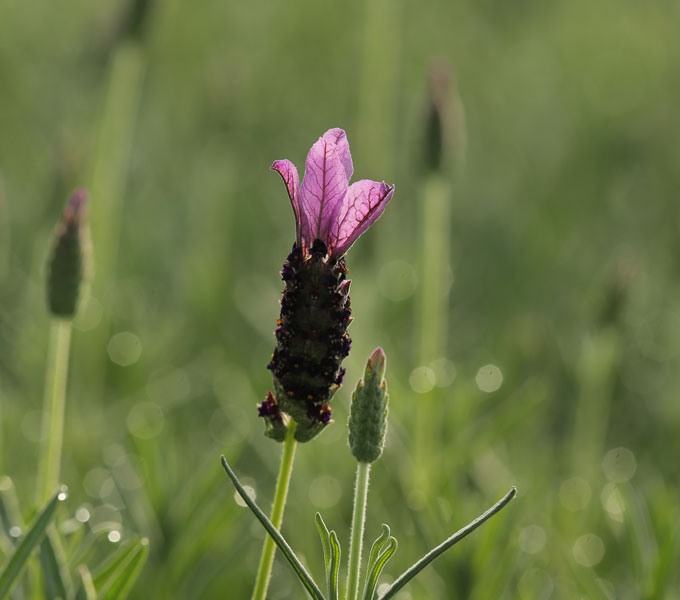 Lavandula Spanish Dancer™