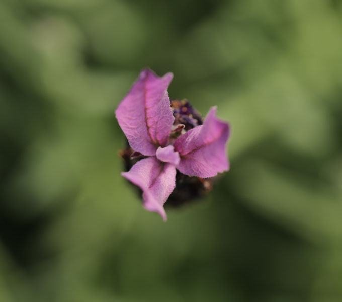 Lavandula Spanish Dancer™